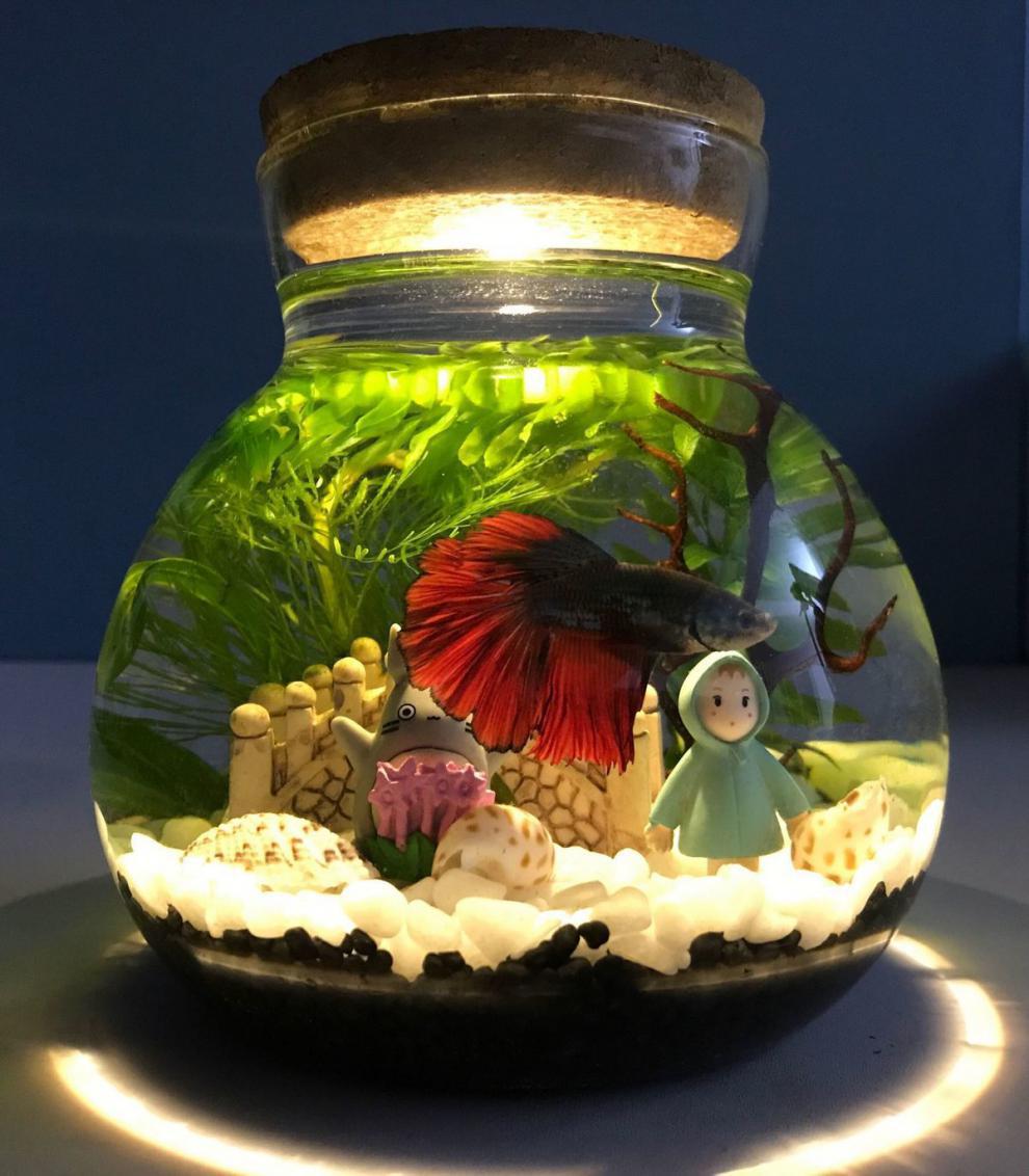生态瓶微景观水族箱造景斗鱼缸创意缸办公桌面书桌客厅观赏玻璃缸