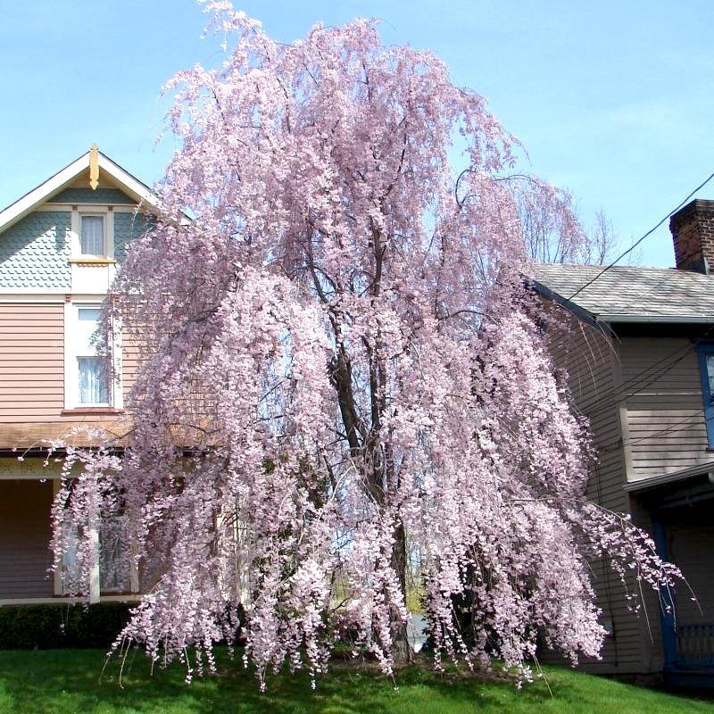 日本樱花树苗庭院大型晚樱花染井吉野垂枝地栽中国红园林风景绿化