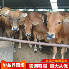 改良黄牛肉牛犊买鲁西黄牛肉牛犊纯种花牛小黄牛改良肉牛犊架子牛