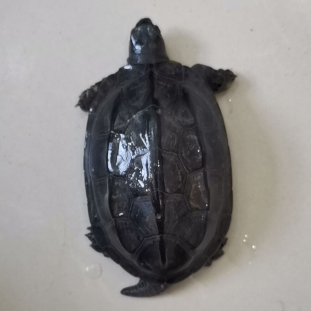 全墨苗纯种顶墨中华草龟活体宠物情侣龟外塘冷水深水乌龟黑腹小