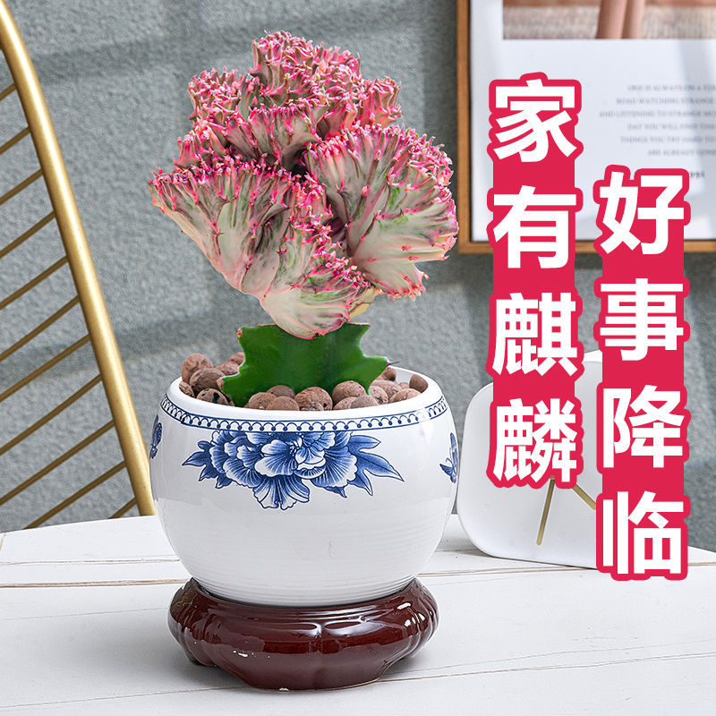 彩麒麟盆栽多肉仙人掌植物耐旱好养绿植室内办公室吸甲醛春峰盆景