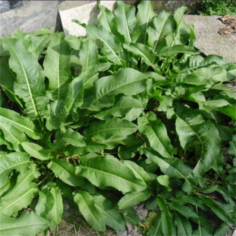 马蹄大黄种子非野生中药材大黄种籽春阳台盆栽药材种四季种植苗