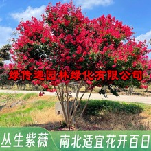 丛生紫薇树苗庭院种植大型紫薇花盆栽美国红火箭绿化风景树苗耐寒