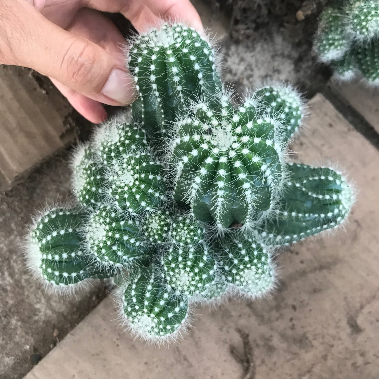 银冠多头群生仙人球 盆栽掌形多肉植物