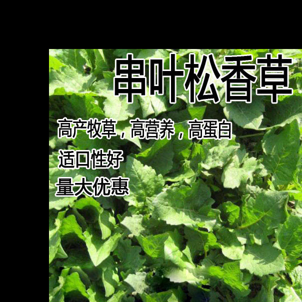 精装串叶松香草种子 多年生猪牛羊鹅畜禽牧草籽 香槟菊花草-阿里巴巴