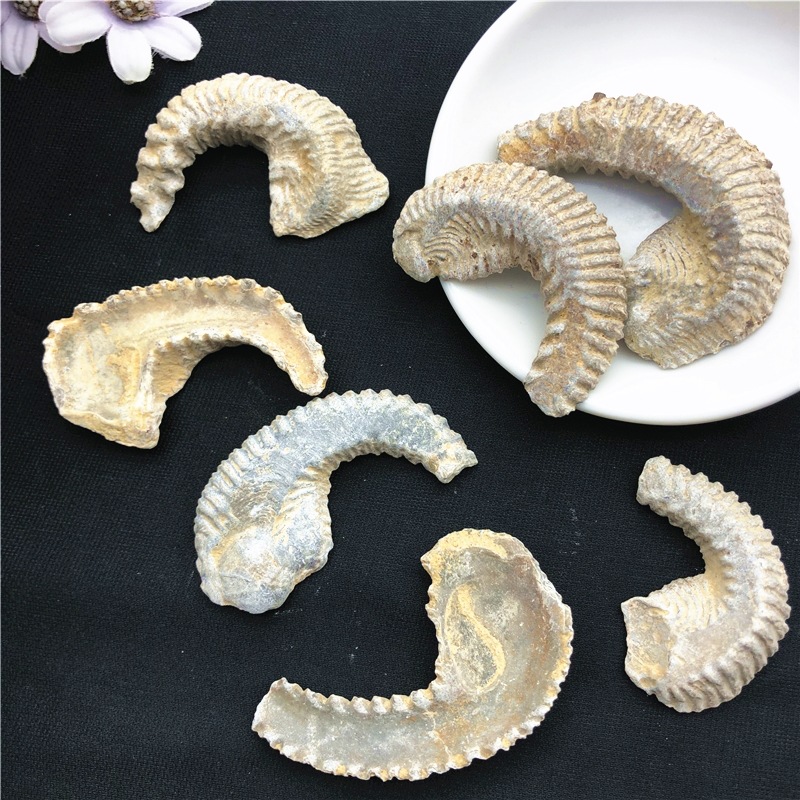 天然马达加斯加牡蛎化石古生物教学标本手把玩件原石奇石