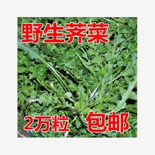 野荠菜种籽 春冬季耐寒野菜野生荠菜种子阳台专用四季播蔬菜种籽