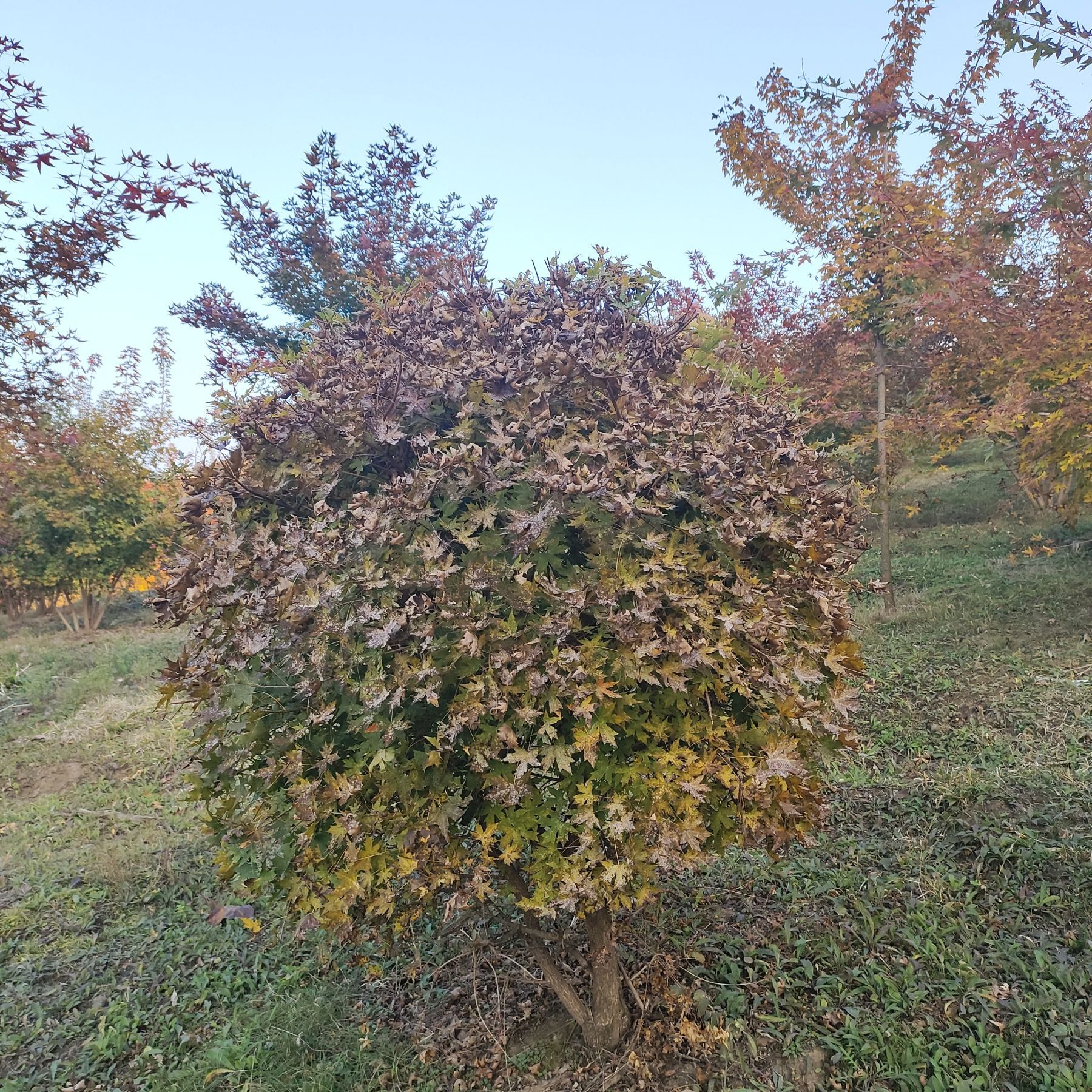 五角枫球 枫树球 秋季落叶观赏枫树 坡地绿化树球 五角枫 风景树