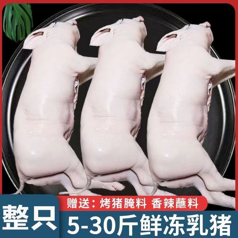 现杀速冻烤乳猪冰鲜小猪批发新鲜小乳猪烤乳猪酒店宴会乳猪整只发