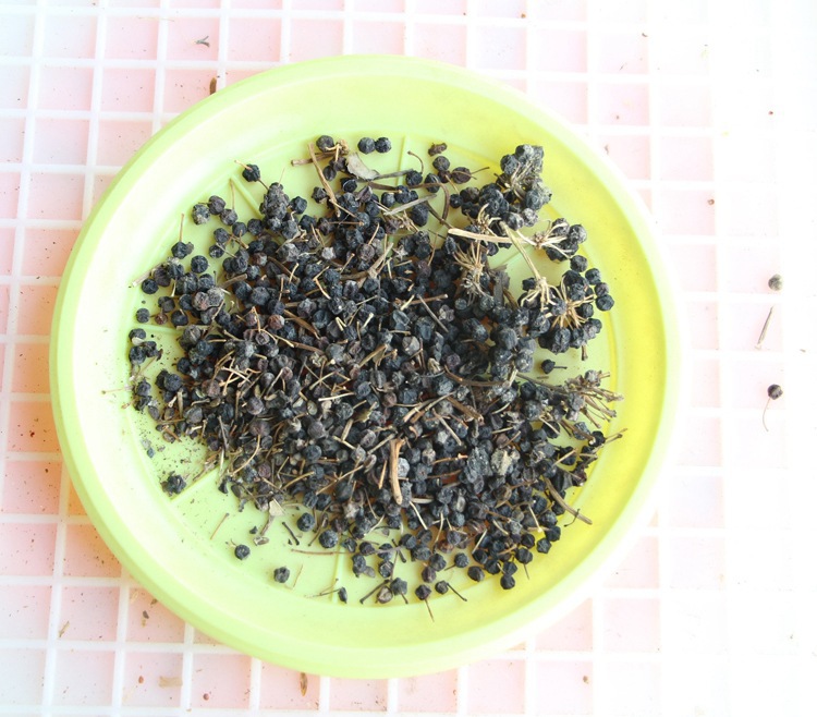 基地直销 供应八角金盘种子 林木种子八角金盘籽基地发货