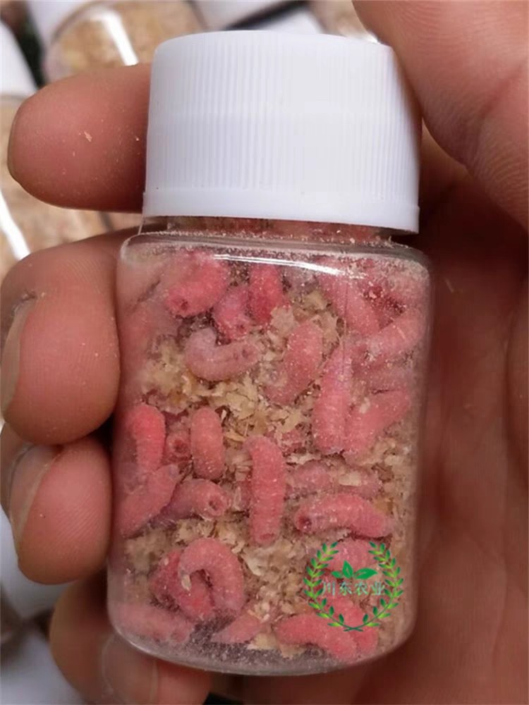 钓鱼活蛆肉蛆大蛆活体蛆虫狂拉野钓白蛆钓白条鲫鱼饵宠物饲料