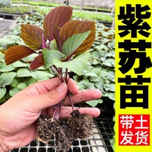 紫苏苗带土食用双面秧苗种籽绿苏白苏四季阳台盆栽蔬菜厂家直销