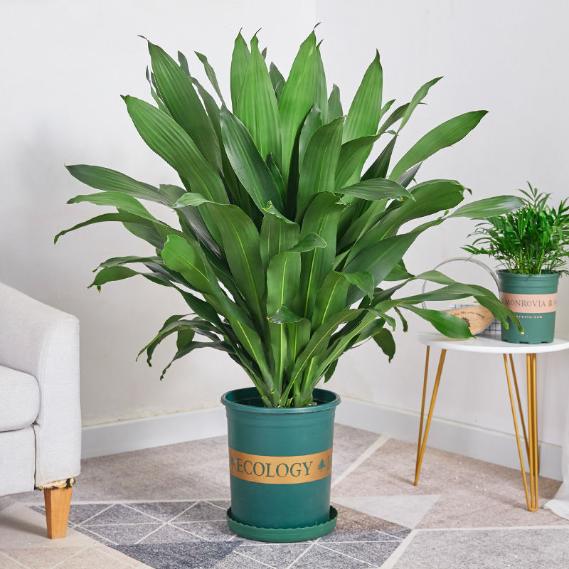 巴西铁盆栽青叶也门铁盆景铁树客厅走廊室内外植物吸甲醛常绿花卉