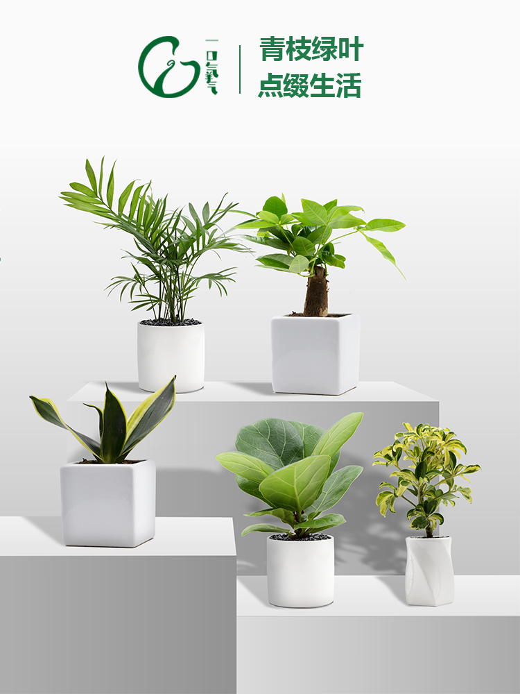 琴叶榕大叶盆栽室内大型植物办公室绿植北欧网红新手好养沈阳送货