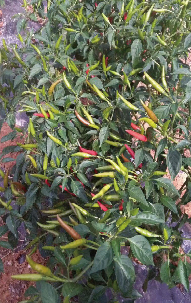 瑞蔬源美人指单生朝天椒种子早熟皮厚籽多辣味强单生朝天椒小米辣