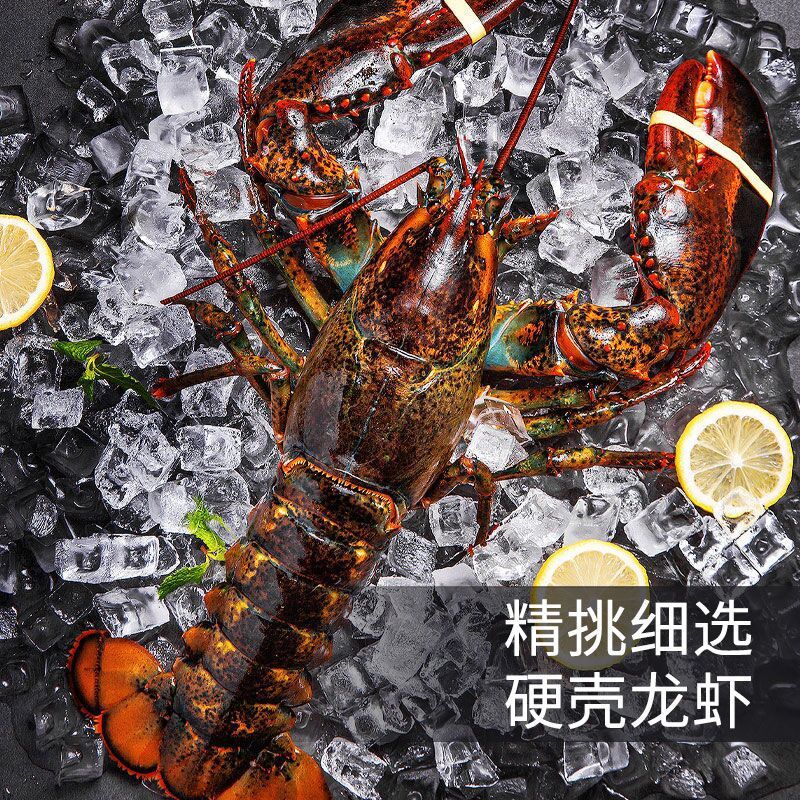波士顿龙虾特大2-10斤波龙海鲜澳龙鲜活冷冻大龙虾跨境厂家批发