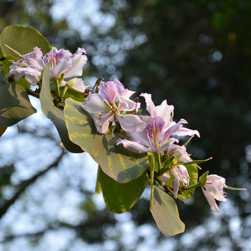 羊蹄甲种子红花羊蹄甲苗木乔木灌木攀援藤本种子绿化