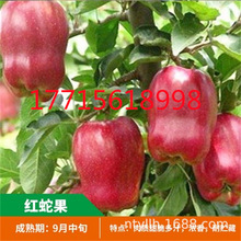 天水花牛苹果树苗嫁接果树红蛇果苗全国可种植产量高地栽当年结果