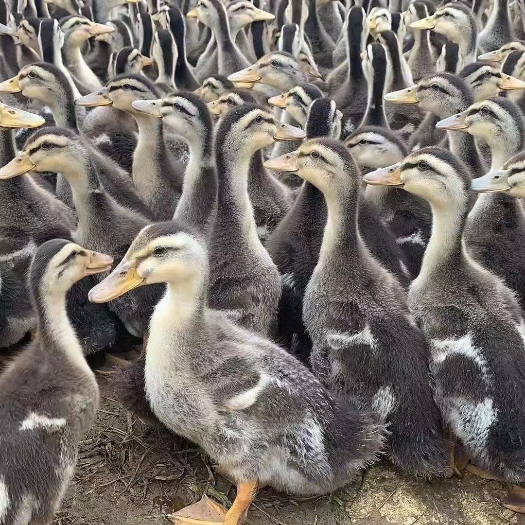 散养麻鸭苗 脱温麻鸭苗幼苗 绿壳蛋麻鸭苗 麻鸭苗价格-阿里巴巴