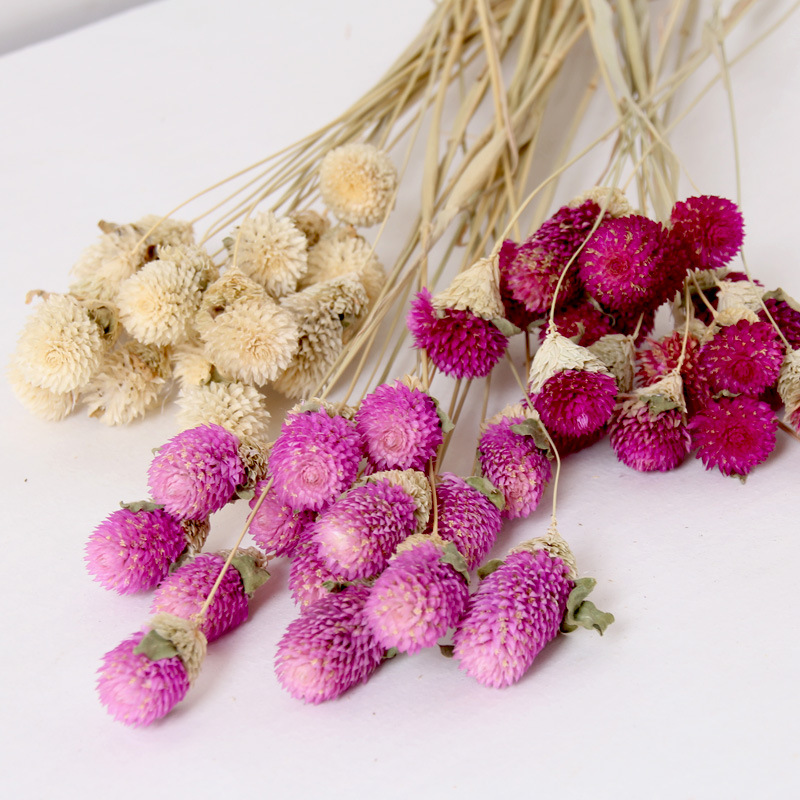 千日粉干花花束ins家居客厅装饰摆件天然真花diy插花花材拍摄道具