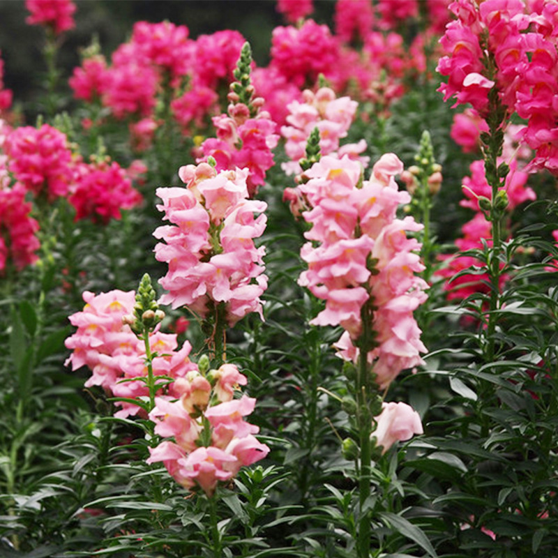 多年生宿根金鱼草花籽耐寒耐荫混色龙头花种籽草花景观绿化观赏