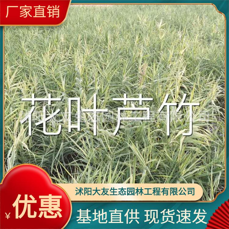 基地直销芦竹 花叶芦竹 水体绿化 净化水质 人工浮岛配材