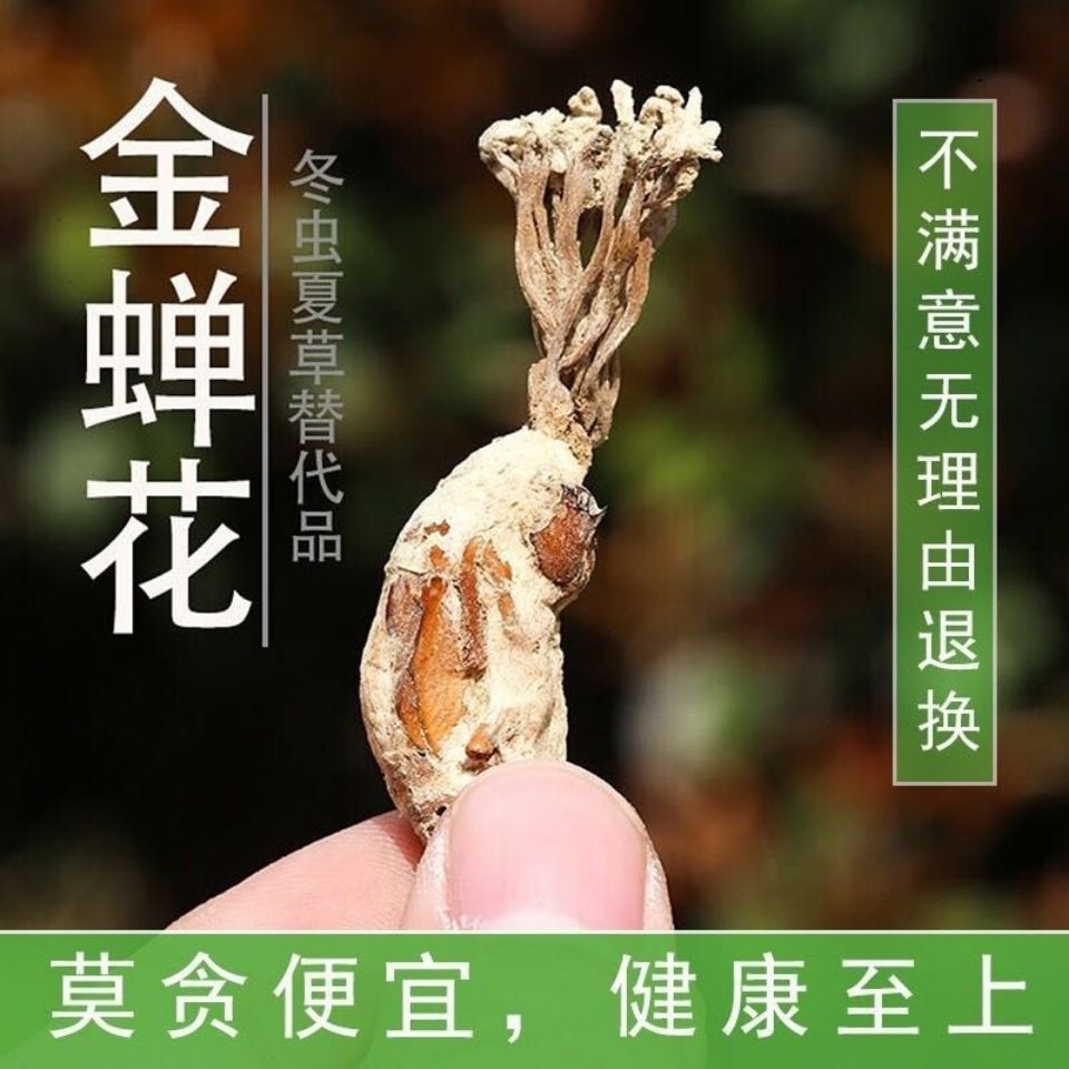 野生新货婵花蝉花虫草孢子粉知了花金蚕花禅花金蚕花