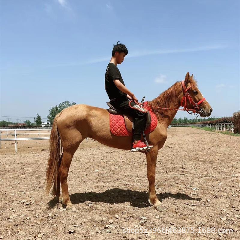 训练成熟骑乘新疆伊犁马 景区动物园跑圈蒙古马 汗血马纯血马价格