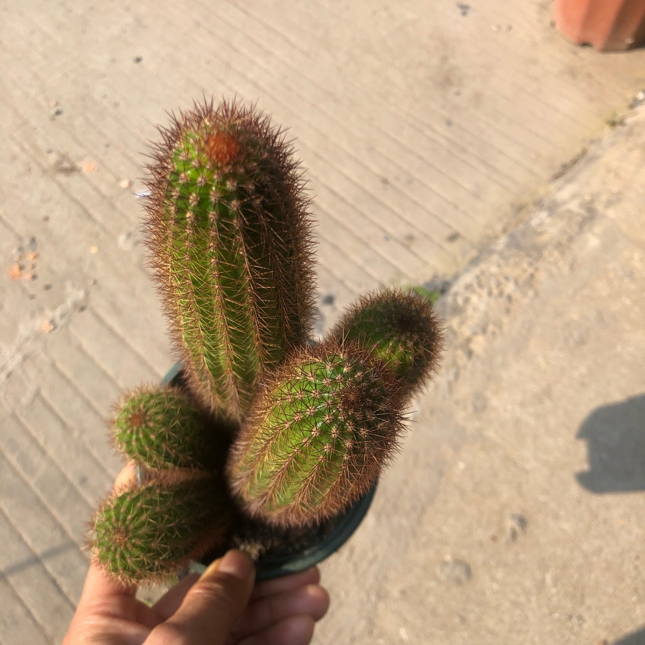 黄金妞 软刺条状仙人掌 刺金黄 可做造型球基地直发 居家景观办公