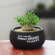 可爱绿植迷你小盆栽多肉植物 办公电脑防辐射桌上小盆景 植物礼品