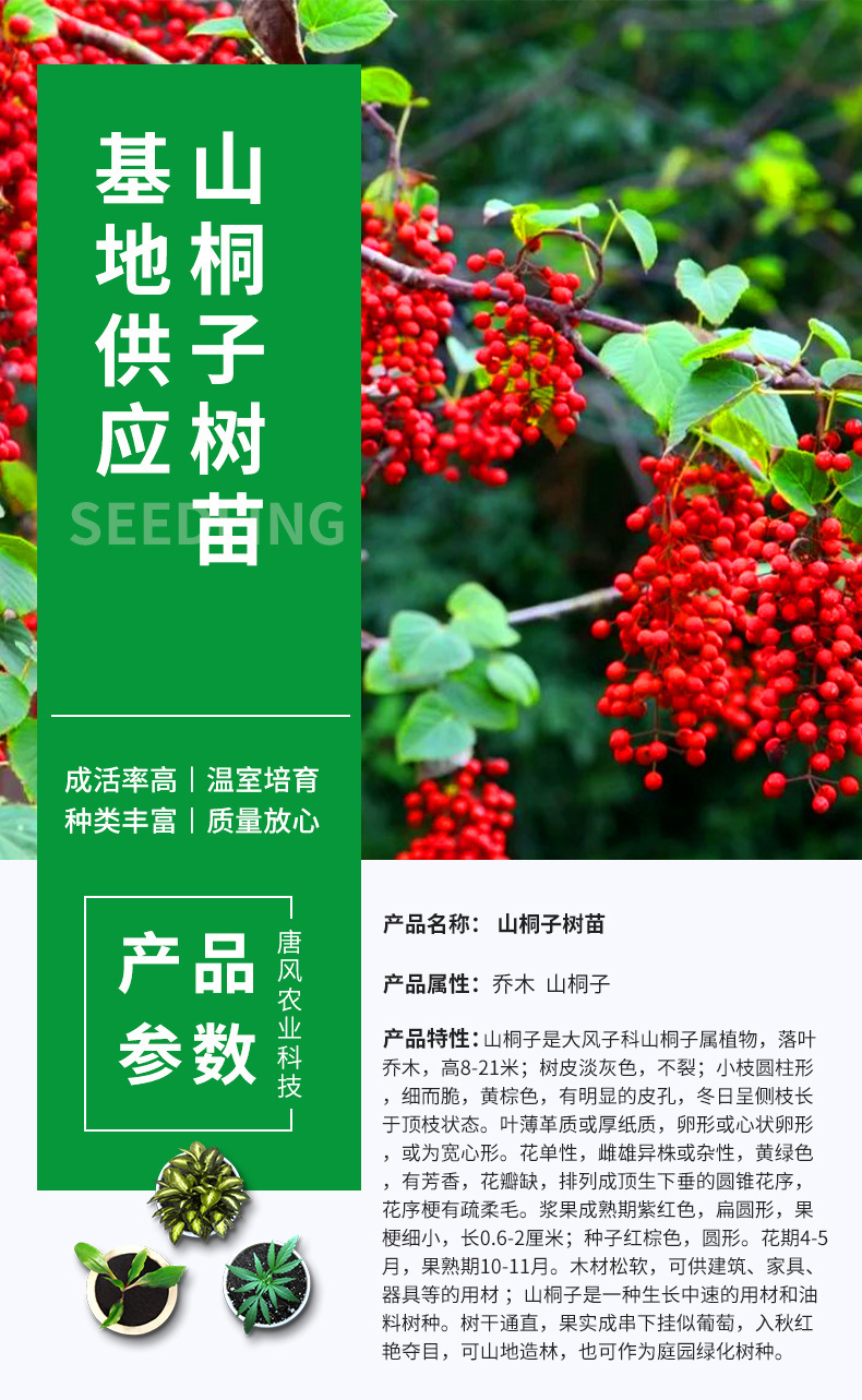 基地批发山桐子小苗 山桐子树苗 荒山湿地护坡造林苗木