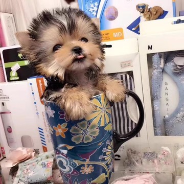 约克夏幼犬纯种小狗幼犬宠物狗活体赛级小体型茶杯幼崽金头雪白银