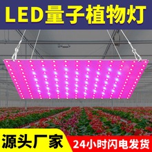 谦润照明LED植物灯45W红蓝光谱植物生长灯2835大棚蔬菜种植灯量子