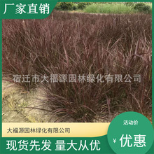 日本血草基地直供承包植物种植养护提供栽培技术花镜花带时令草花