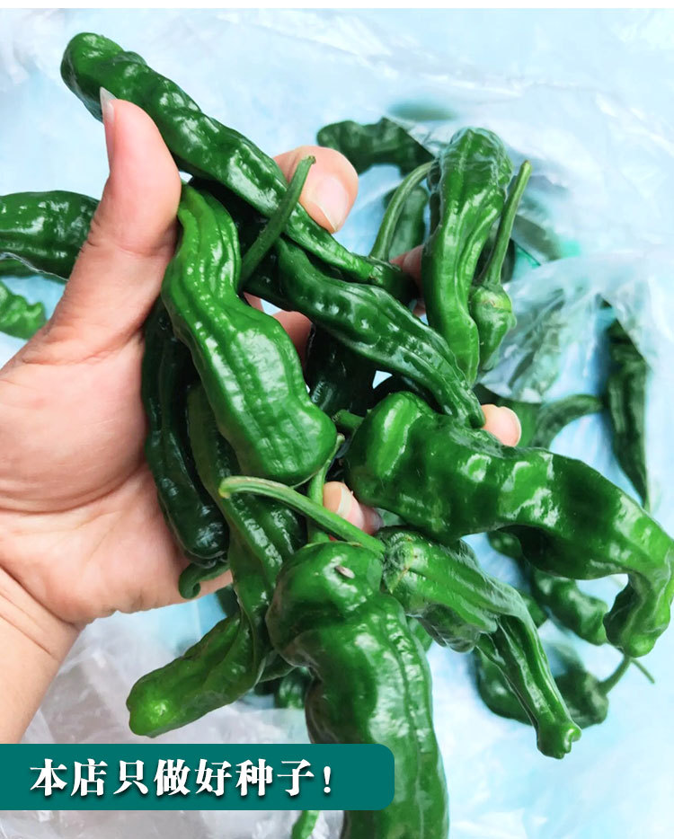 小皱皮辣椒种籽 辣椒种孑 薄皮辣椒种籽辣椒种子批发公司蔬菜种子