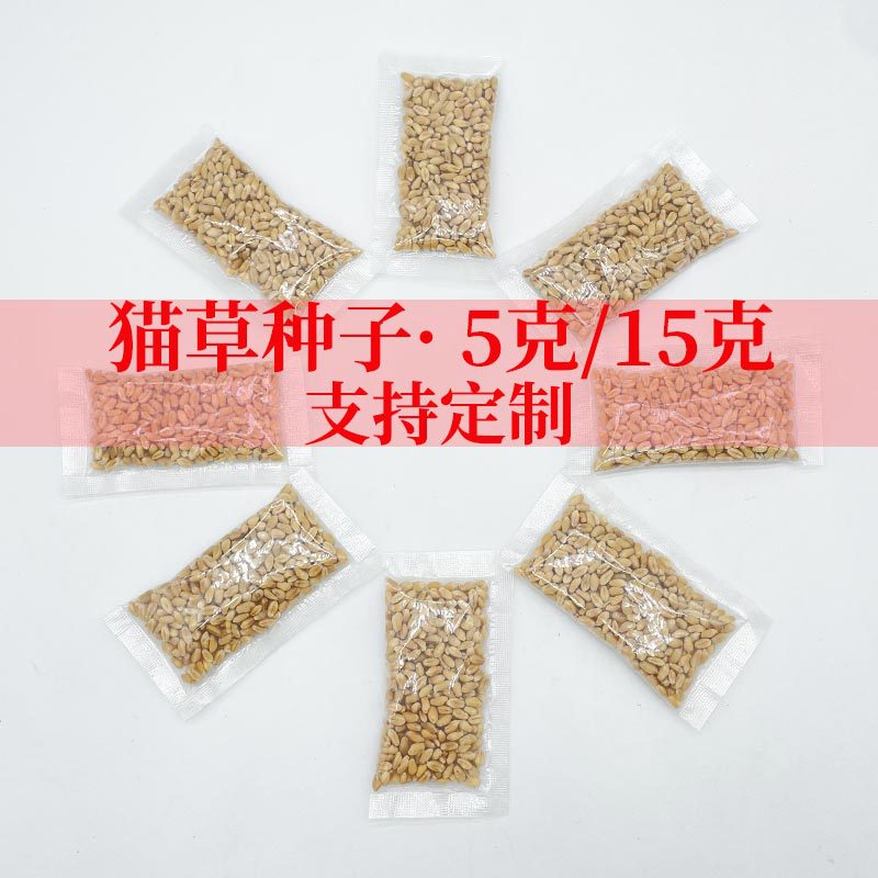 猫草种子5g批发猫草种子10克懒人猫草水培猫草批发小麦种子促消化