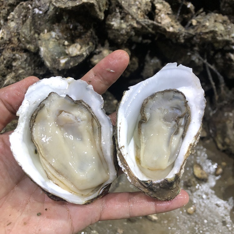 当天现剥湛江官渡生蚝乳山新鲜海蛎子肉鲜活海鲜水产去壳商用批发