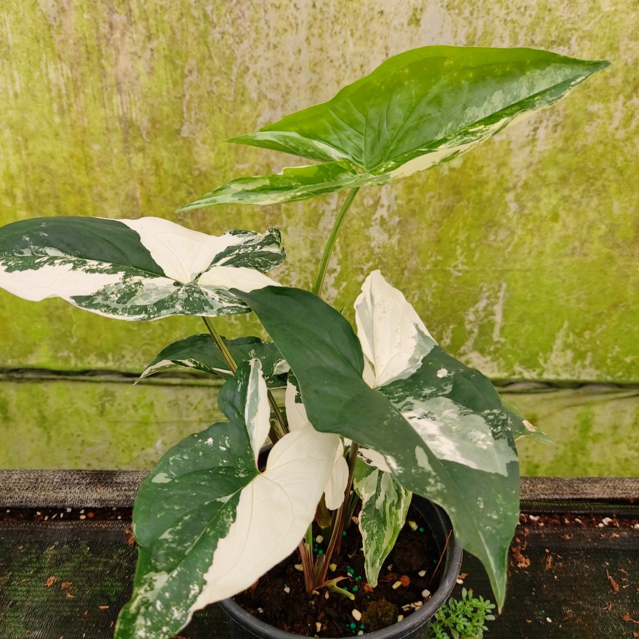 绿植花卉盆栽合果芋锦 工程绿化观赏花卉室内水培植物合果芋盆景