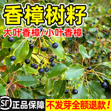 香樟树籽大叶香樟小叶香樟籽绿化行道新采樟树种子四季青树种包活