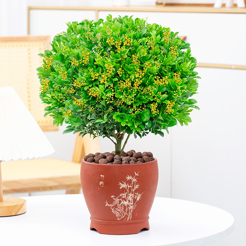 米兰花盆栽花卉植物室内四季开花带花苞浓香好养老桩盆景驱蚊绿植