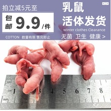 活体乳鼠喂玉米蛇猪鼻角蛙饲料爬虫猫粮小白鼠爬宠包邮蜥蜴龟其他