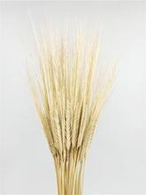 酒吧传奇原生态麦穗创意鸡尾酒装饰物麦穗麦秆干花麦子杆麦秸