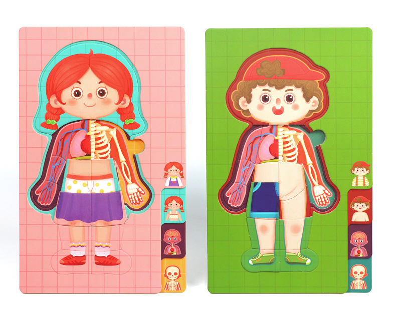 儿童认知男女孩人体身体结构拼图器官图片幼儿园教具早教益智玩具