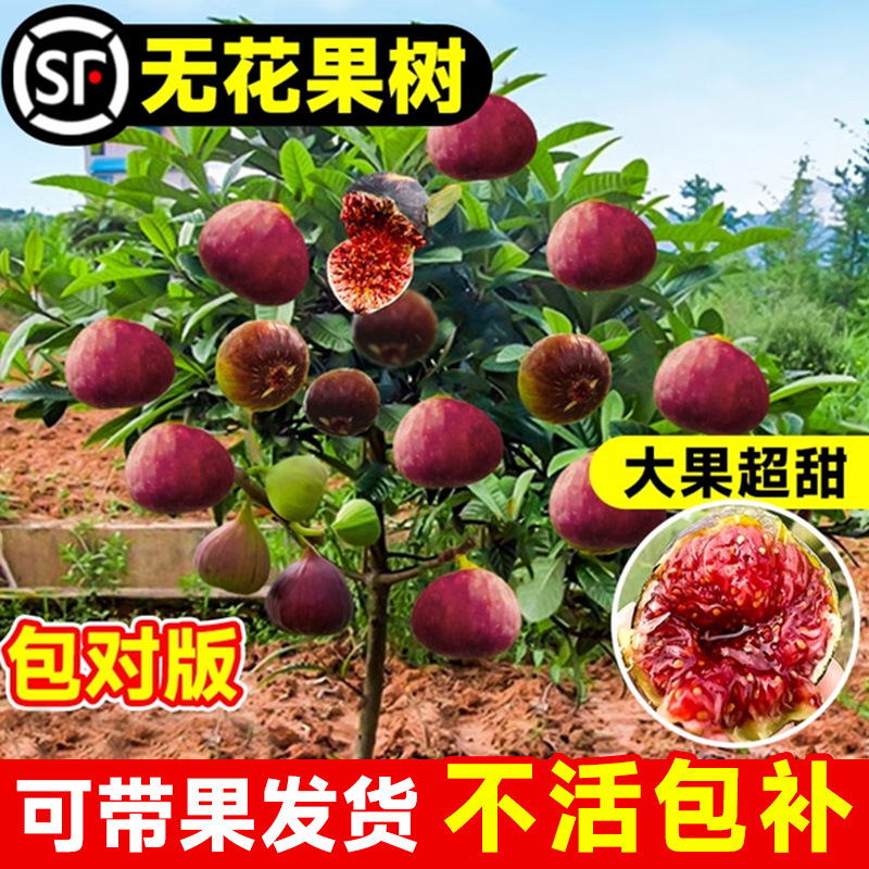 无花果树果苗带果盆栽波姬红基地直发南北方四季种植大果耐寒果树