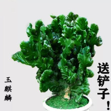 霖冠多肉植物玉麒麟盆栽花卉仙人掌麒麟掌室内吸甲醛防辐包邮