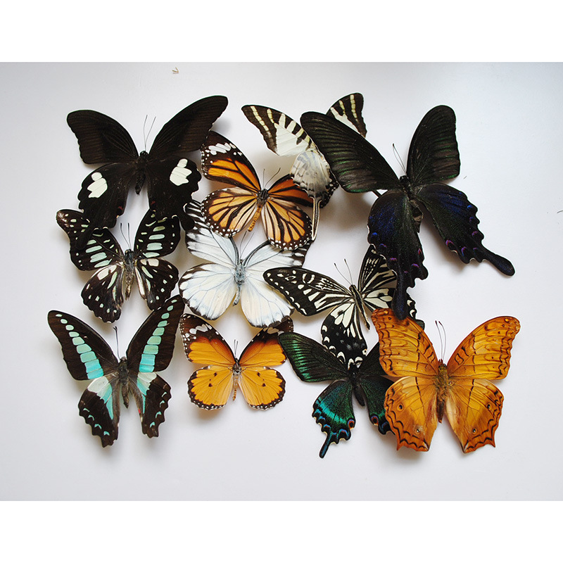 Real Butterfly Specimens Crafts Have Spread Wings Kindergarten Teaching Aids Popular Science Cognition DIY Production Varieties Optional