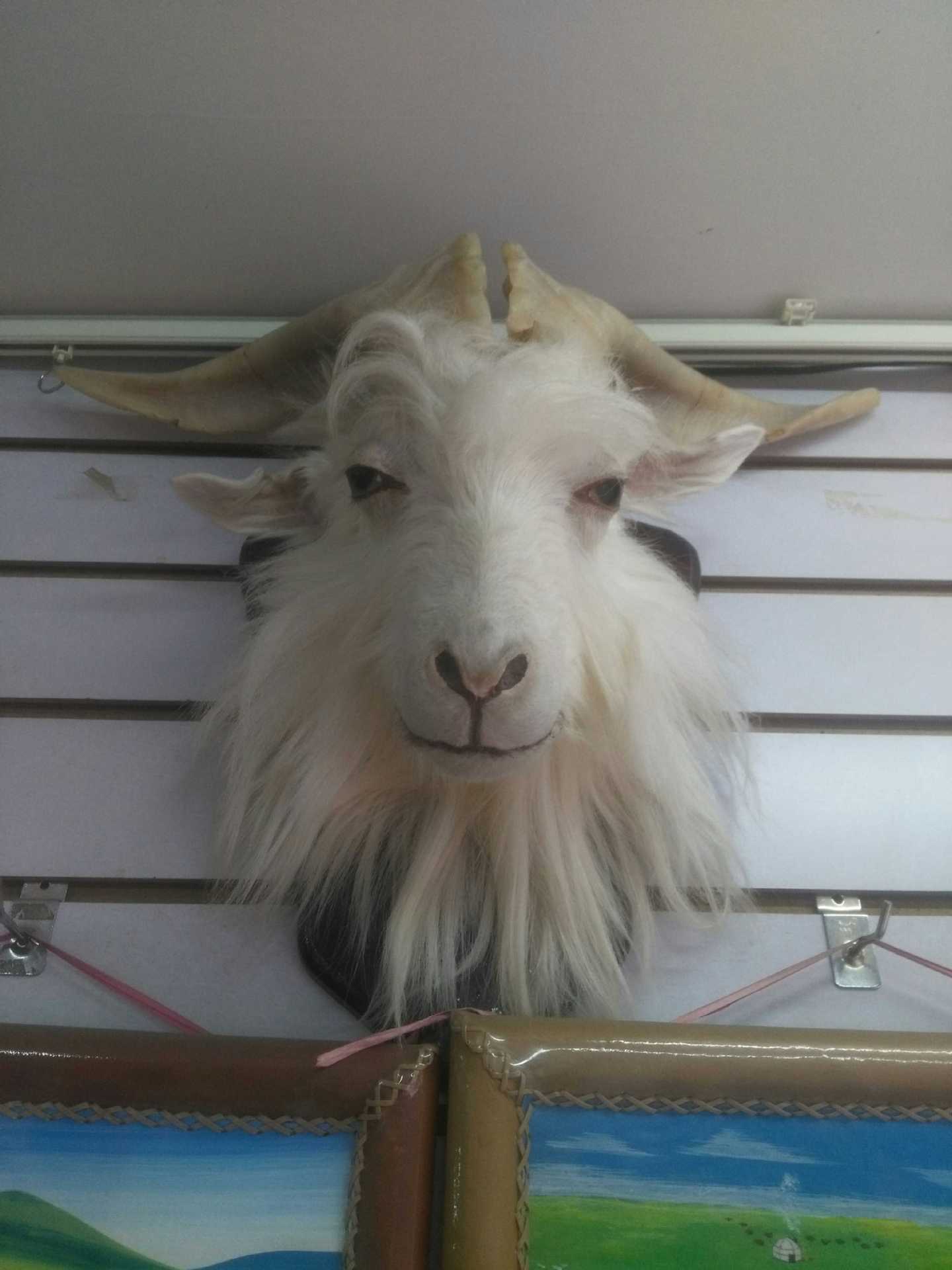 真毛羊头标本真羊角内蒙古工艺品蒙古包装饰品挂件摆件挂饰-阿里巴巴