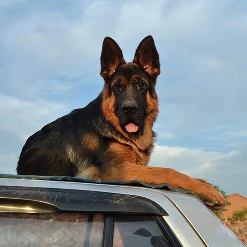 纯种德国牧羊犬幼犬 锤系大头弓背警犬护卫工作犬 德国牧羊犬价格