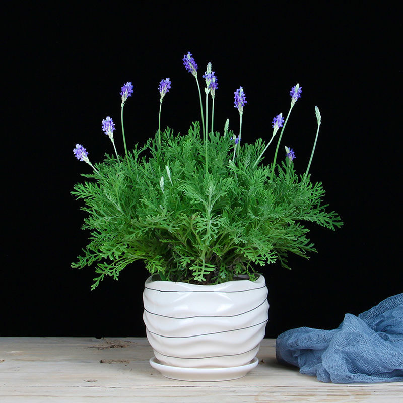 薰衣草盆栽苗法国普罗旺斯驱蚊植物室内花卉绿植客厅阳台四季开花