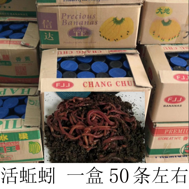 蚯蚓活体活蚯蚓-蚯蚓活体活蚯蚓厂家,品牌,图片,热帖-阿里巴巴